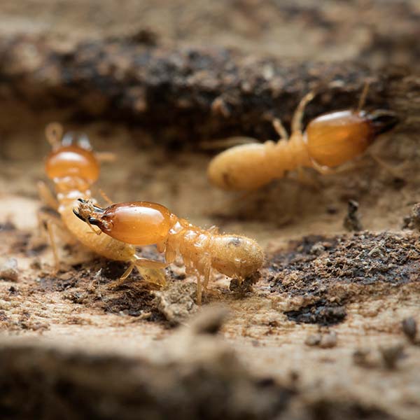 Westminster, MD | Termite Removal | Freedom Pest Solutions